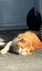 Lost Male Cat last seen Gladiola and airview, Palm Bay, FL 32907