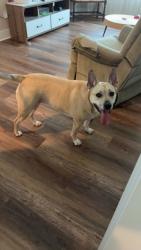 Lost Female Dog last seen Magnolia st and 10th st by Covington Park, Bowling Green, KY 42101