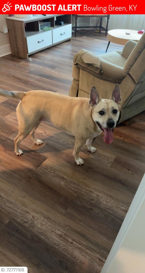 Lost Female Dog last seen Magnolia st and 10th st by Covington Park, Bowling Green, KY 42101