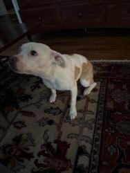 Found/Stray Female Dog last seen Briarcliff road, Atlanta, GA 30329
