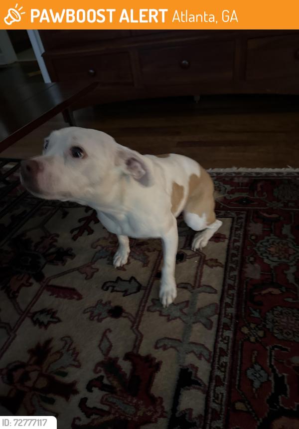 Found/Stray Female Dog last seen Briarcliff road, Atlanta, GA 30329