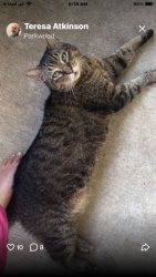 Lost Male Cat last seen First Baptist Church, Pasadena Convention Center, Pasadena, TX 77505