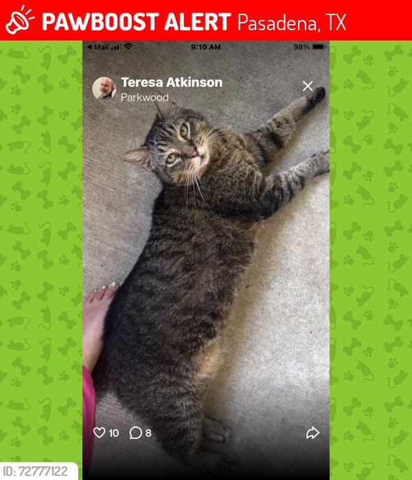 Lost Male Cat last seen First Baptist Church, Pasadena Convention Center, Pasadena, TX 77505