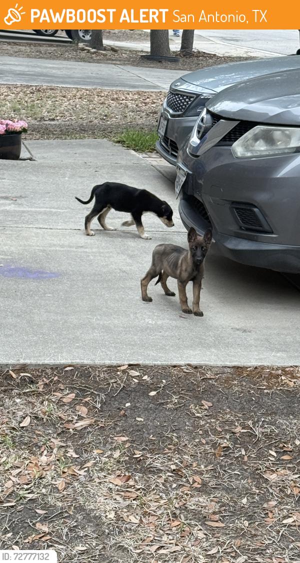 Found/Stray Unknown Dog last seen Rainbow Creek & Royal est, San Antonio, TX 78245
