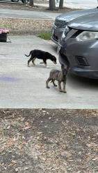 Found/Stray Unknown Dog last seen Rainbow Creek & Royal est, San Antonio, TX 78245
