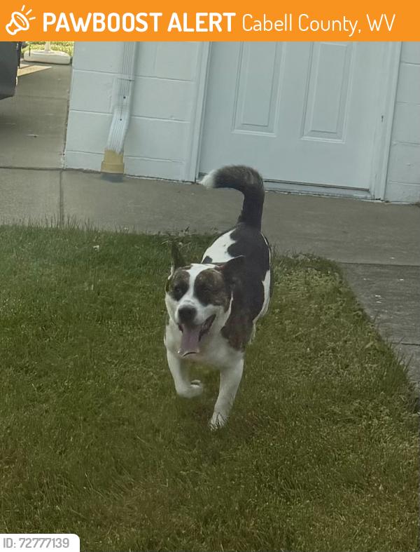 Found/Stray Unknown Dog last seen Shawnee Drive/Rt 60, Cabell County, WV 25705