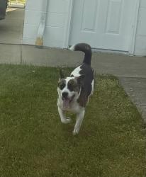 Found/Stray Unknown Dog last seen Shawnee Drive/Rt 60, Cabell County, WV 25705