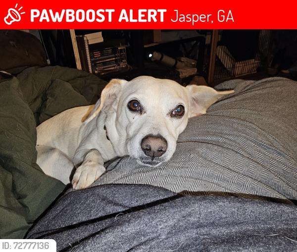 Lost Male Dog last seen Grandview and Windy Ridge, Jasper, GA 30143