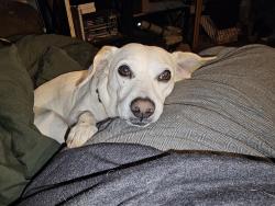 Lost Male Dog last seen Grandview and Windy Ridge, Jasper, GA 30143