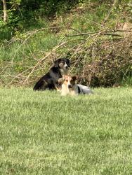 Found/Stray Unknown Dog last seen Northgate Office Park, Charleston, WV 25311