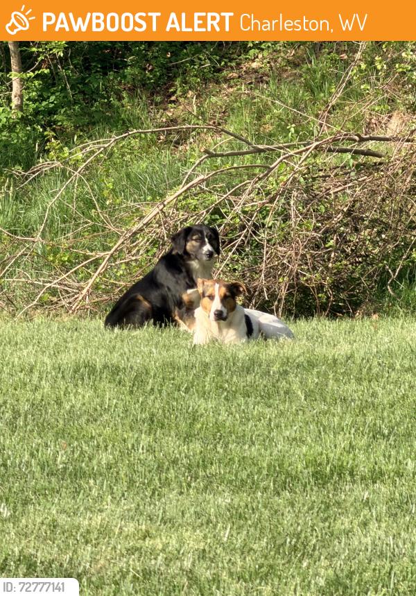 Found/Stray Unknown Dog last seen Northgate Office Park, Charleston, WV 25311