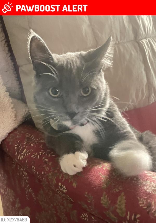 Lost Male Cat last seen Pleasant Valley Rd and Redwing, Franconia Township, MN 55074
