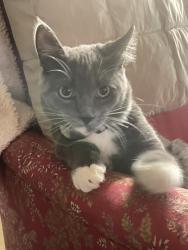 Lost Male Cat last seen Pleasant Valley Rd and Redwing, Franconia Township, MN 55074
