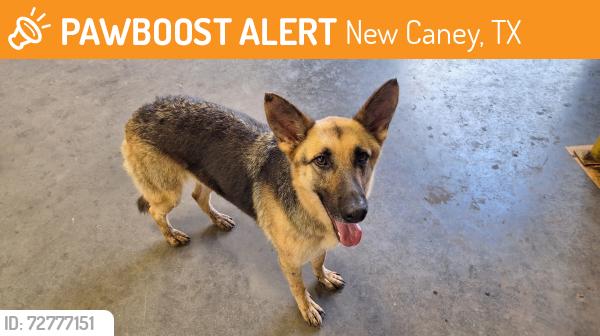 Found/Stray Female Cat last seen Command Tubular Products , New Caney, TX 77357