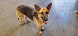 Found/Stray Female Cat last seen Command Tubular Products , New Caney, TX 77357