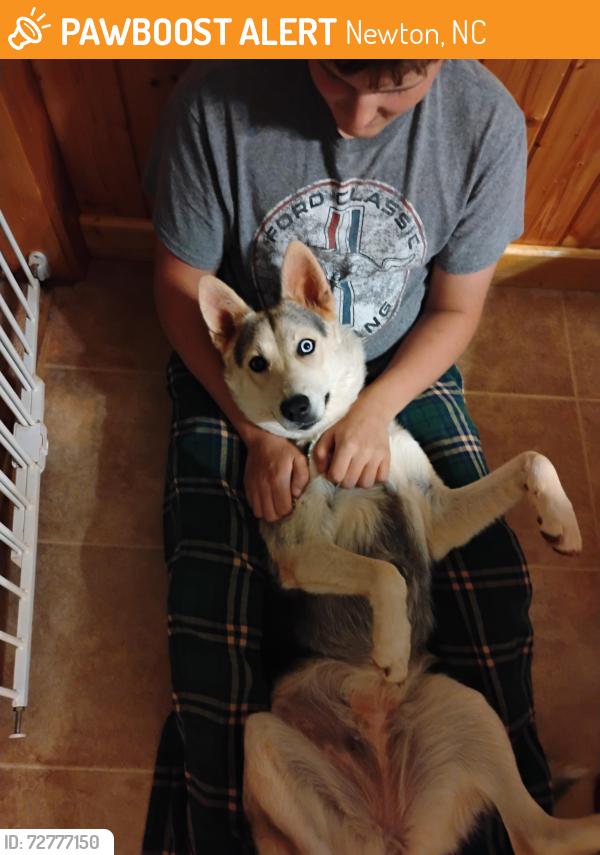 Found/Stray Female Dog last seen Startown Rd, Newton, NC 28658
