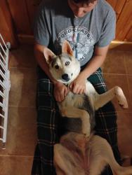 Found/Stray Female Dog last seen Startown Rd, Newton, NC 28658