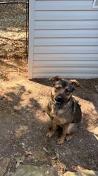 Lost Female Dog last seen Sherwood Elementary , Phenix City, AL 36867