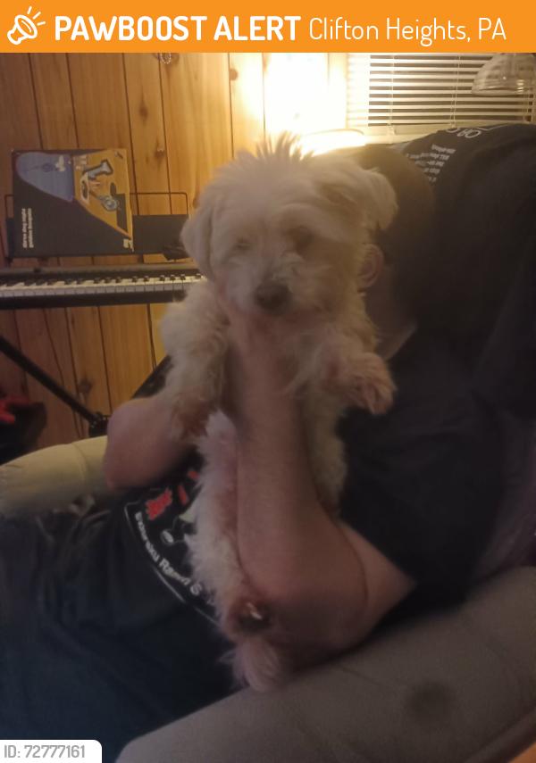 Found/Stray Male Dog last seen Cherry St & Madison Ave in Clifton Heights, Clifton Heights, PA 19018