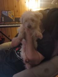 Found/Stray Male Dog last seen Cherry St & Madison Ave in Clifton Heights, Clifton Heights, PA 19018