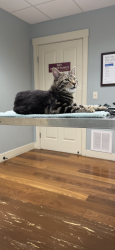 Lost Male Cat last seen Mr Gs , Walpole, NH 03609