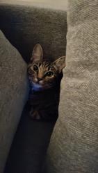 Lost Female Cat last seen Near highland shores. , Highland Village, TX 75077