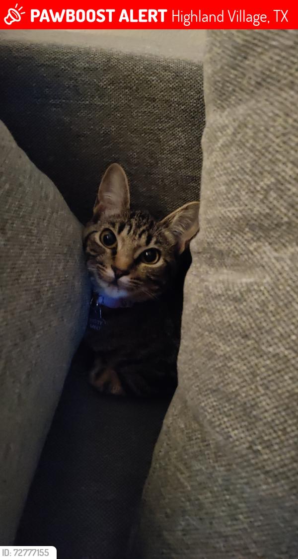 Lost Female Cat last seen Near highland shores. , Highland Village, TX 75077