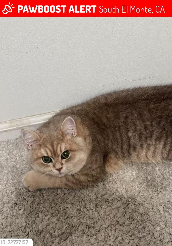 Lost Male Cat last seen Near Weaver St, South El Monte, CA 91733, South El Monte, CA 91733