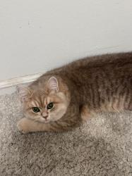 Lost Male Cat last seen Near Weaver St, South El Monte, CA 91733, South El Monte, CA 91733