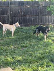 Found/Stray Male Dog last seen Tom Ginnever ave, O'Fallon, MO 63366