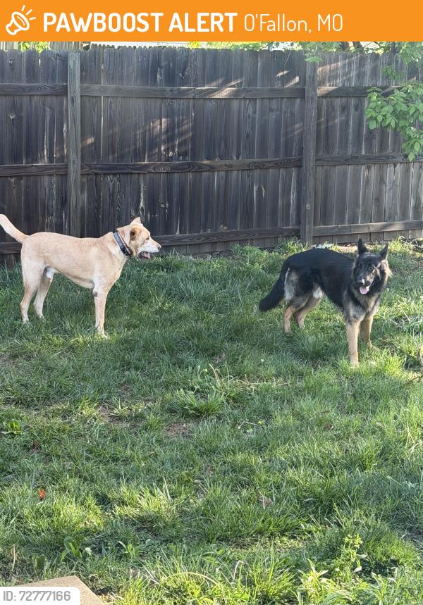 Found/Stray Male Dog last seen Tom Ginnever ave, O'Fallon, MO 63366