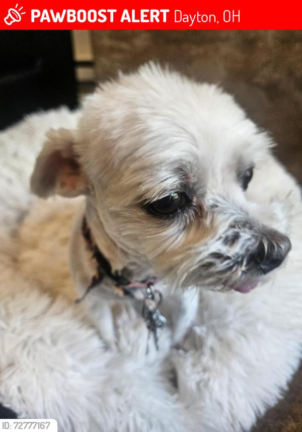 Lost Female Dog last seen Little York, Dayton, OH 45414