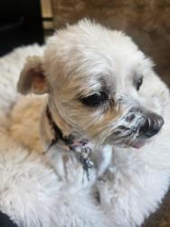 Lost Female Dog last seen Little York, Dayton, OH 45414