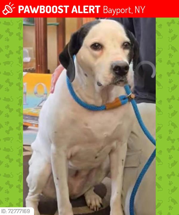 Lost Female Dog last seen Montauk hwy, Sayville, NY 11782
