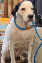 Lost Female Dog last seen Montauk hwy, Sayville, NY 11782