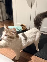 Found/Stray Female Cat last seen Cedros ave, Los Angeles, CA 91402