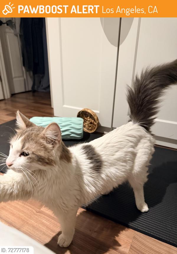 Found/Stray Female Cat last seen Cedros ave, Los Angeles, CA 91402