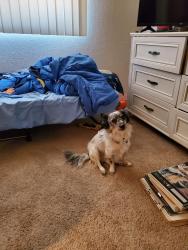 Lost Male Dog last seen 32nd st bell rd, Phoenix, AZ 85032