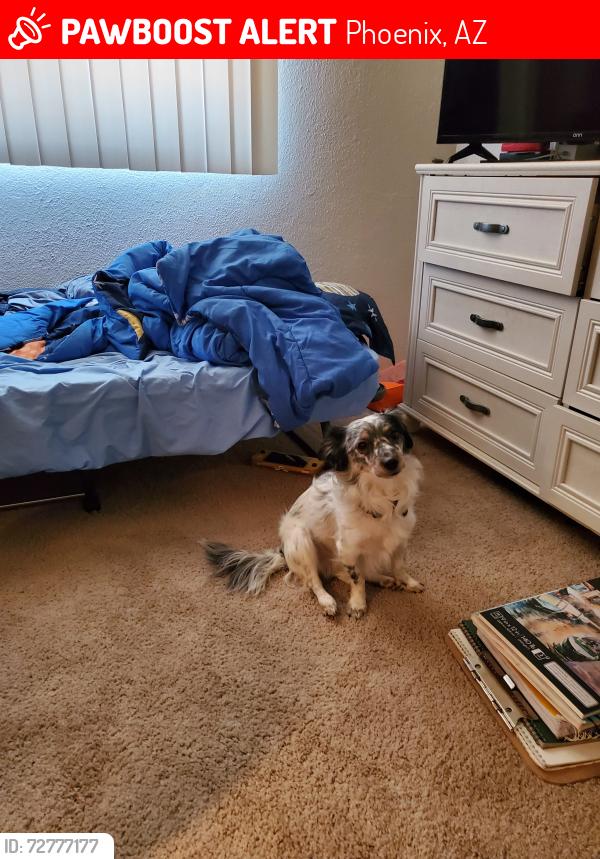 Lost Male Dog last seen 32nd st bell rd, Phoenix, AZ 85032