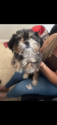 Reunited Female Dog last seen Broadway and Crismon, Mesa, AZ 85208