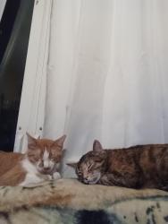 Lost Male Cat last seen Hastings, Springfield, IL 62702