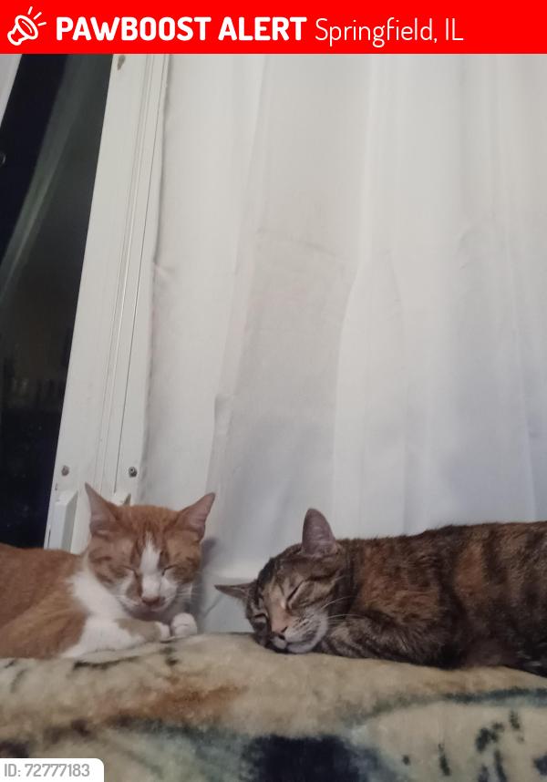 Lost Male Cat last seen Hastings, Springfield, IL 62702