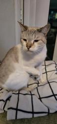 Lost Male Cat last seen Adam's lakes blvd, Jacksonville, FL 32221