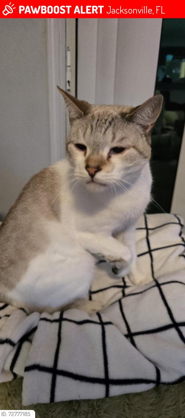 Lost Male Cat last seen Adam's lakes blvd, Jacksonville, FL 32221