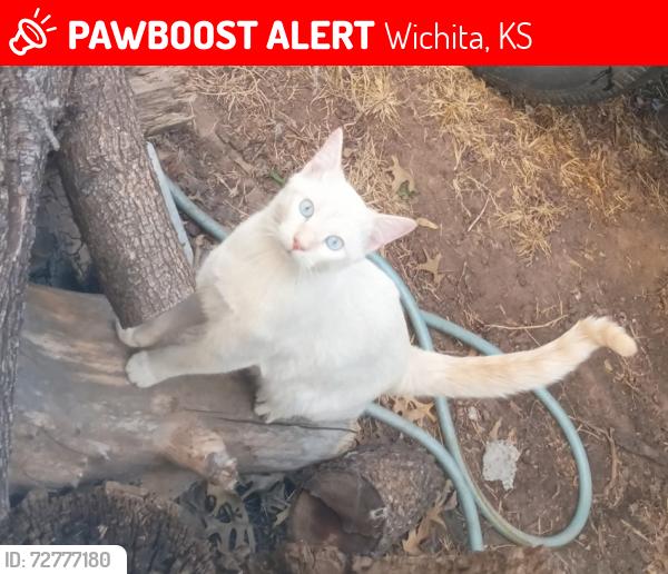 Lost Male Cat last seen Hoover/MacArthur , Wichita, KS 67215