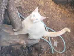 Lost Male Cat last seen Hoover/MacArthur , Wichita, KS 67215