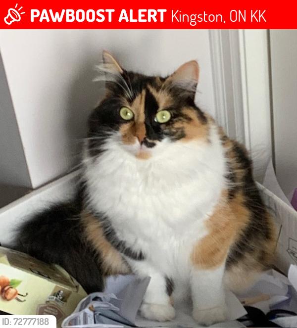 Lost Female Cat last seen Riverview Way, Kingston, Ontario, Kingston, ON K7K