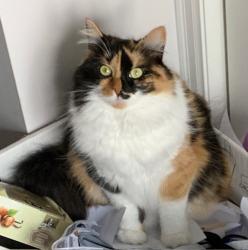 Lost Female Cat last seen Riverview Way, Kingston, Ontario, Kingston, ON K7K