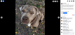 Found/Stray Female Dog last seen Hwy7 and hwy 84, Bismarck, AR 71929