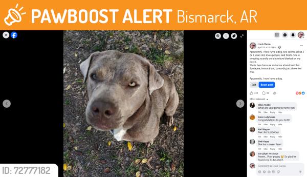 Found/Stray Female Dog last seen Hwy7 and hwy 84, Bismarck, AR 71929